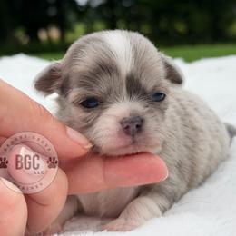 Skye - Blue fawn female Chihuahua puppy in Forsyth, Georgia from Brooks Grove Canines LLC