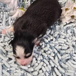 Alaric - Black and white male Pomsky puppy in Elgin, Oregon from Kenna'z Kuddly Pomskiez