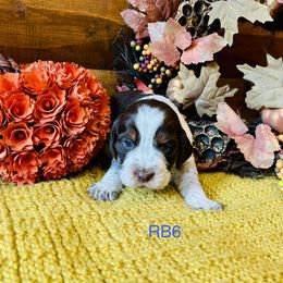 RB6 - Tri-Roan male English Springer Spaniel puppy in Britton, South Dakota from K&S Canines