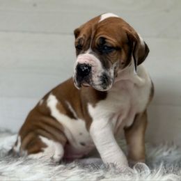 Uriah - Harlequin female Great Dane puppy in Beulah, Michigan from Northwood Euro Danes and Bassets