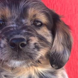 Aussiedoodles, Australian Shepherds, Cavapoos, and Poodles from Udy Puppies