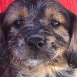 Aussiedoodles, Australian Shepherds, Cavapoos, and Poodles from Udy Puppies