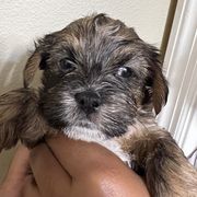 Shorkie Puppies from Shorkie Land