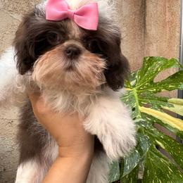 Willow - Liver and white female Shih Tzu puppy in Apple Valley, California from Southern California Shih Tzu Palace