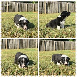 Boy 3 - Border Collie puppy from Kensington Border Collies