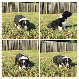 Boy 3 - Border Collie puppy from Kensington Border Collies