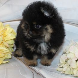 Boy 1 - Black and tan Pomeranian puppy in Memphis, Michigan from Magix'z Pomeranians