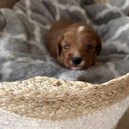Cavapoo Puppies from Coles Cavapoo’s