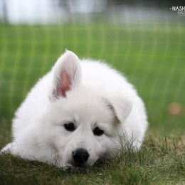 Berger Blanc Suisse Puppies from Nasha Comanda White Swiss Shepherds