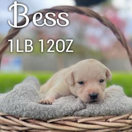 Bess - Yellow female Dilute Retriever puppy in Puyallup, Washington from 12 Door Farm Labradors