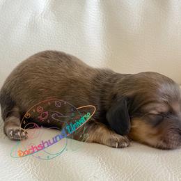 Pluto - Cream male Dachshund puppy in Peyton, Colorado from Dachshund Universe