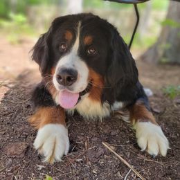Clover - Bernese Mountain Dog