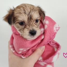 Morkie Puppies from Heart of Texas Morkies