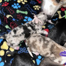 Pink - Blue merle and white female American Corgi puppy in Flat Rock, Alabama from Fluffy Butt Acres