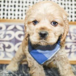 Riley - Buff male Cocker Spaniel puppy in Rattan, Oklahoma from Double M Cocker Spaniels