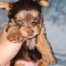 Teacup chocolate boy 1 - Liver male Yorkshire Terrier puppy in Thornville, Ohio from My precious yorkies