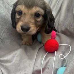 Boy 1 - Cream Dachshund puppy in Lufkin, Texas from L & A Dachshunds