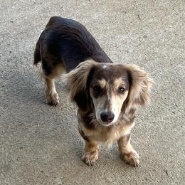 Sky - Dachshund