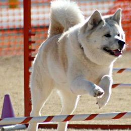 Japanese Akitainus from Celtic Akitas