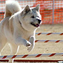 Japanese Akitainus from Celtic Akitas