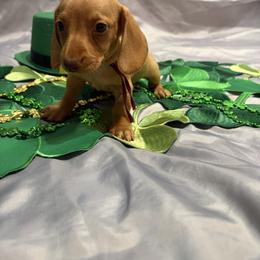 Chocolate based red (Cream) - Cream male Dachshund puppy in Bremen, Georgia from Jones Royal Kennels