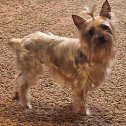 Suki - Yorkshire Terrier