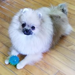 Pomeranians from Firefly Poms