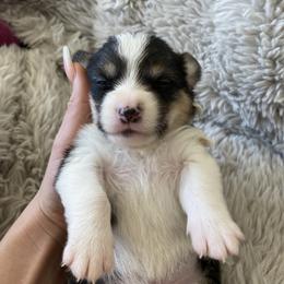 Pembroke Welsh Corgi Puppies from 777 Corgis