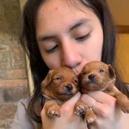 Maltipoo and Poodle Puppies from GG’s Maltipoos and Toy Poodles