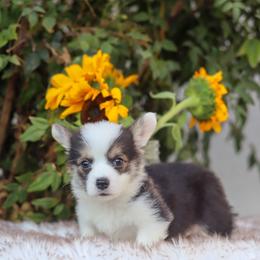 Brody - Black and tan male Pembroke Welsh Corgi puppy in Caliente, California from Rafter Cross 7