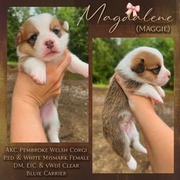 Magdalene (Maggie) - White and red female Pembroke Welsh Corgi puppy in Benton, Arkansas from High Cotton Corgis