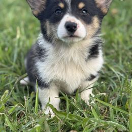 Ophelia - Black and tan female Pembroke Welsh Corgi puppy in Derby, Iowa from Newton Hay & Cattle