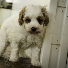 Rozz - Parti male Poodle puppy in Etna Green, Indiana from Perfect Match Poodles