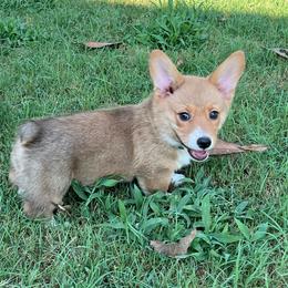 Baron - AKC - Red male Pembroke Welsh Corgi puppy in Millsap, Texas from BJ's Blessings