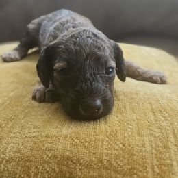 Jumba - Sable male Cavapoo puppy in Jarrell, Texas from Grapeshot Poodles & Doodles