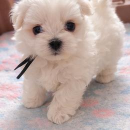 Maltese Puppies from T&C Maltese