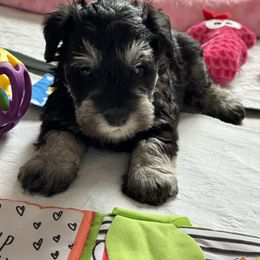 Miniature Schnauzer Puppies from Connie's Mini Schnauzer’s