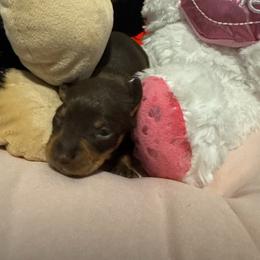 Roxy Guardino - Chocolate and tan female Dachshund puppy in Casselberry, Florida from Amore Mini Dachshund Breeders & More