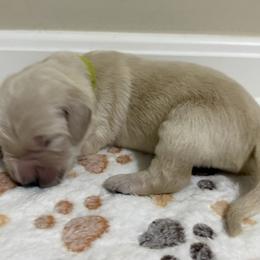 Salty - Golden male Golden Retriever puppy in Seville, Ohio from Retriever Ranch