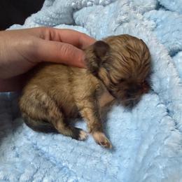 Tucker - Orange sable male Pomeranian puppy in Waterloo, Indiana from Garcias Pomeranian