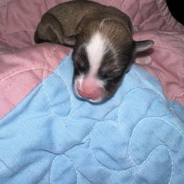 Girl 3 - Chocolate Havanese puppy in Long Lane, Missouri from Dousinbury Creek K-9s