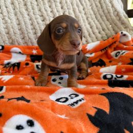 Chocolate And Tan Male 1 - Chocolate and tan male Dachshund puppy in Blackstone, Virginia from Cheyenne's Dachshunds
