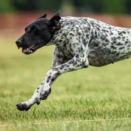Alli - German Shorthaired Pointer