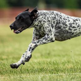 Alli - German Shorthaired Pointer