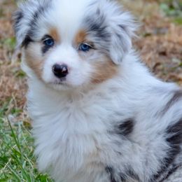 Australian Shepherd Puppies from NorthRidge Australian Shepherds