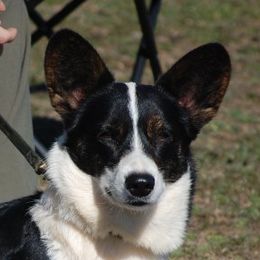 Worth The Wait - Cardigan Welsh Corgi