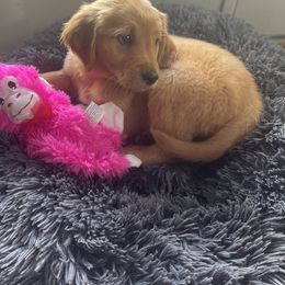 Golden Retriever Puppies from Charlottes Goldens