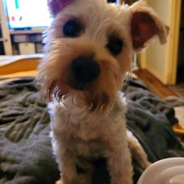 Assorted Doodle Crosses, Double Doodle, Maltipoo, Morkie, and Yorkipoo Puppies from Danza Bolo