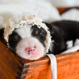 Girl 3 - female Pembroke Welsh Corgi puppy in Mona, Utah from Sorensen Corgis