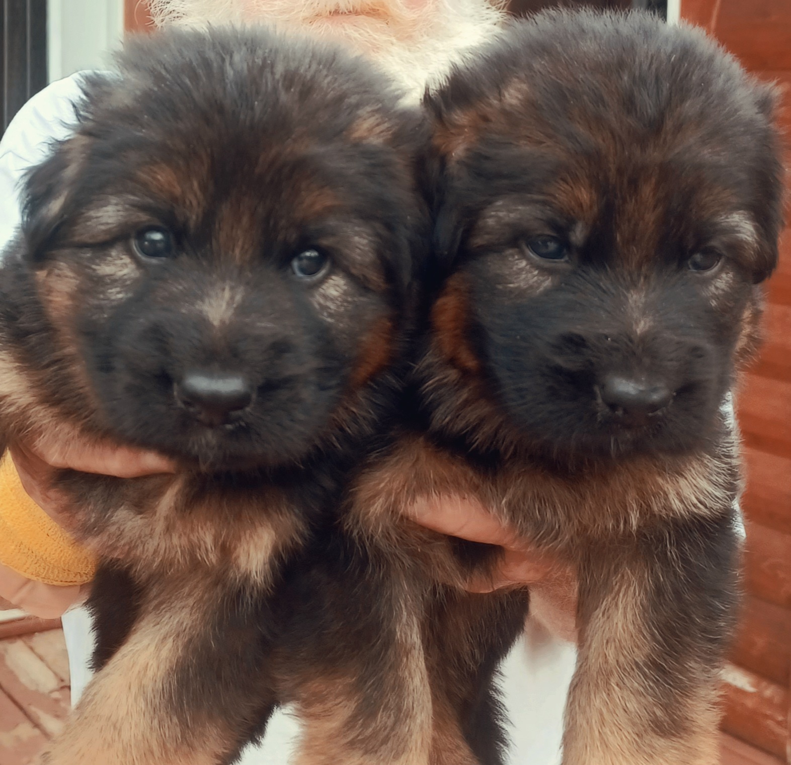 German Shepherd Puppies from Von Hazel Haus German Shepherds